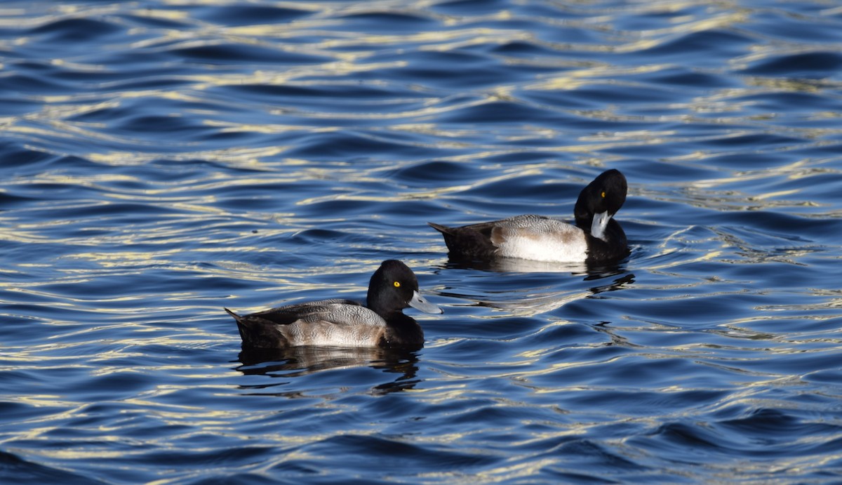 コスズガモ - ML647356678