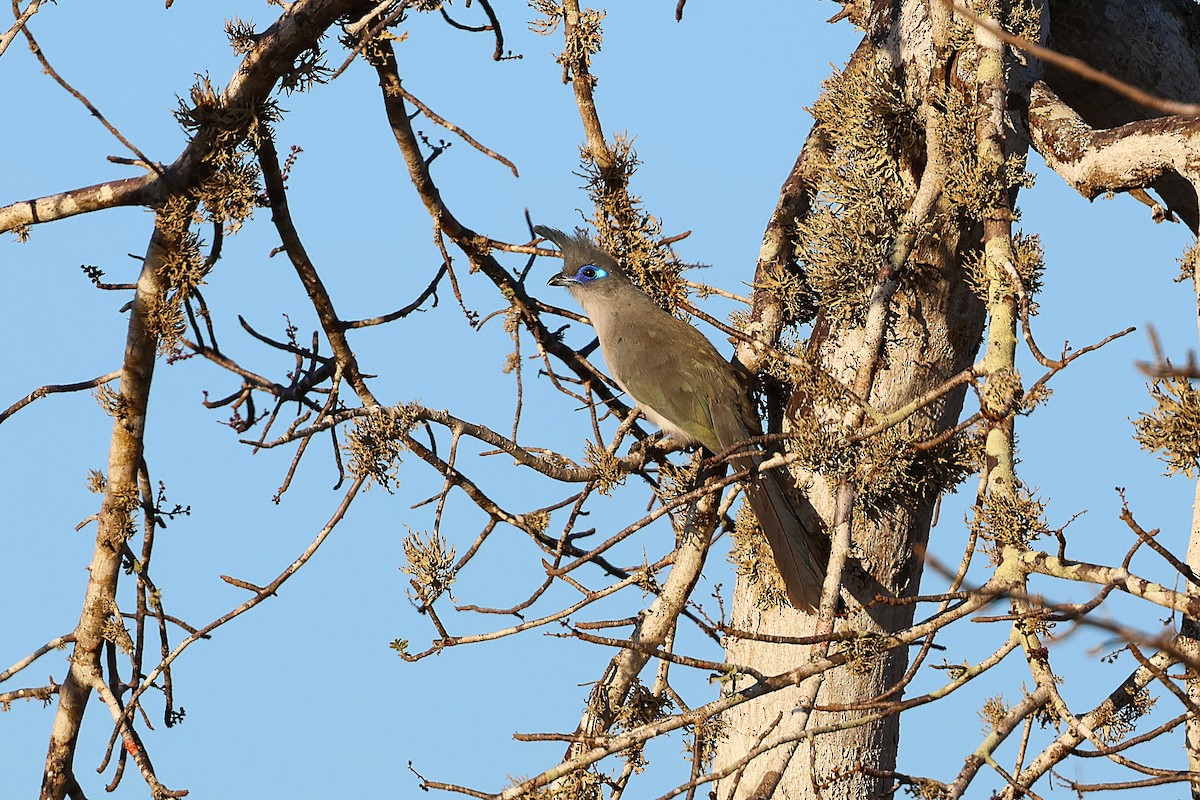 ミナミジカッコウ - ML647356679