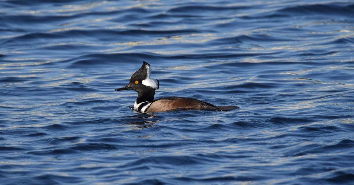 オウギアイサ - ML647356680