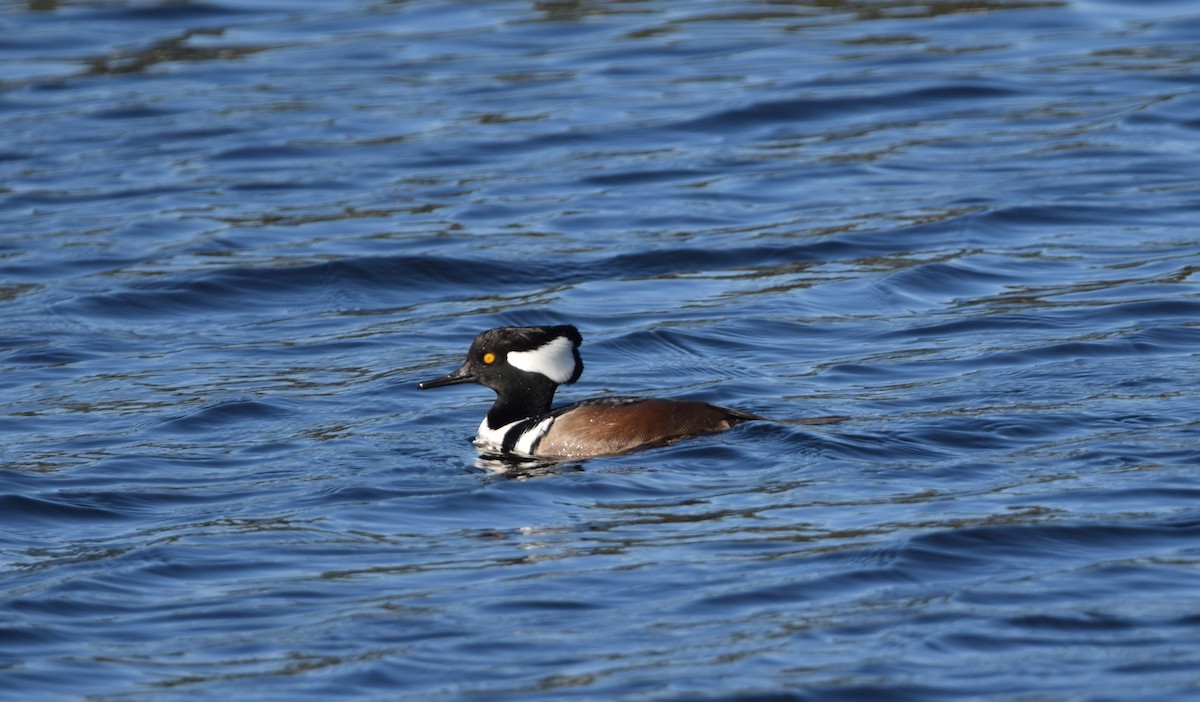 オウギアイサ - ML647356685