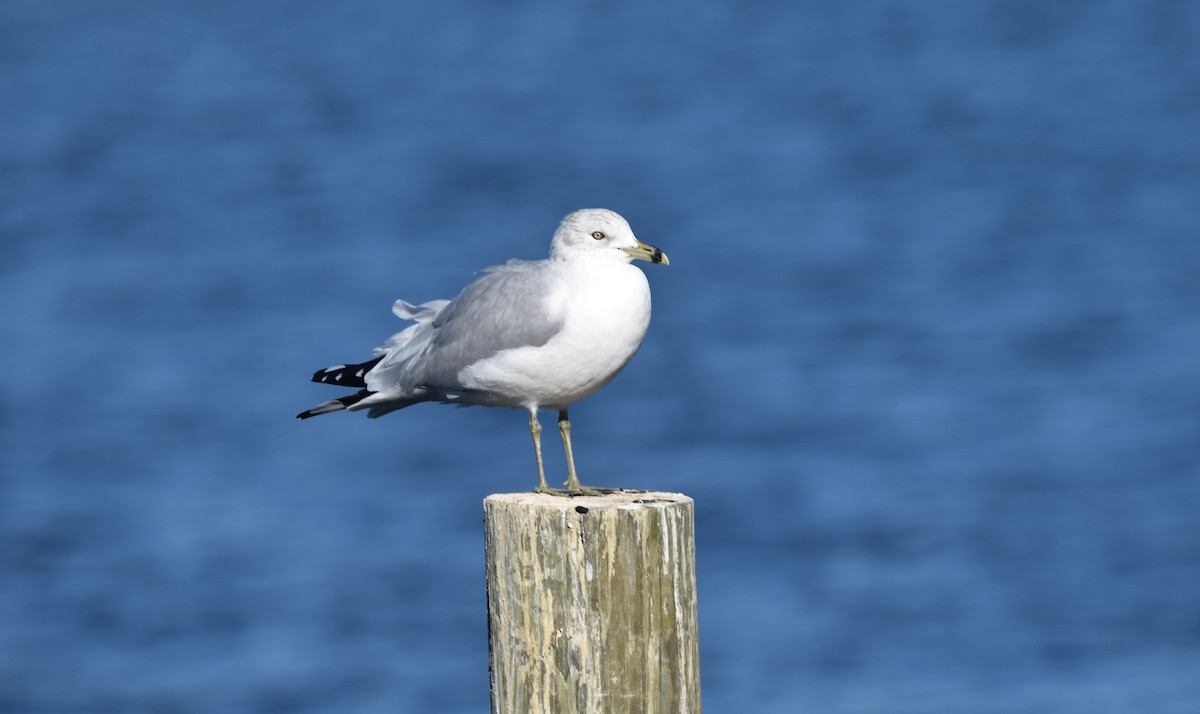 クロワカモメ - ML647356688