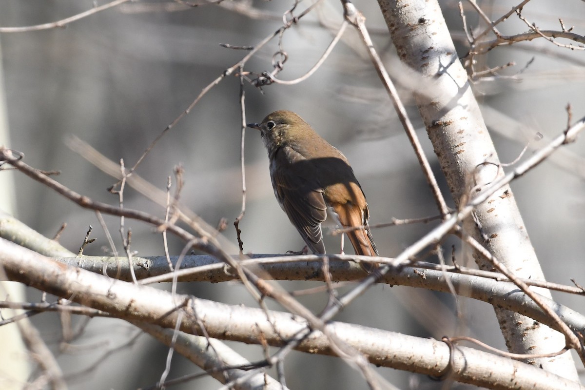 Einsiedler-Musendrossel - ML647356691