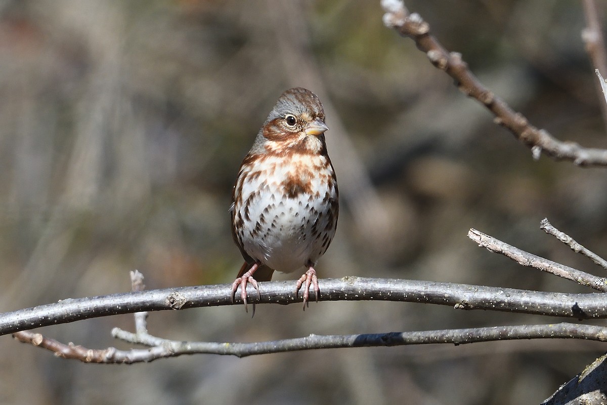 Passerella variabile - ML647356692