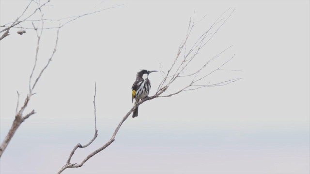 Ak Yanaklı Balkuşu - ML647356693