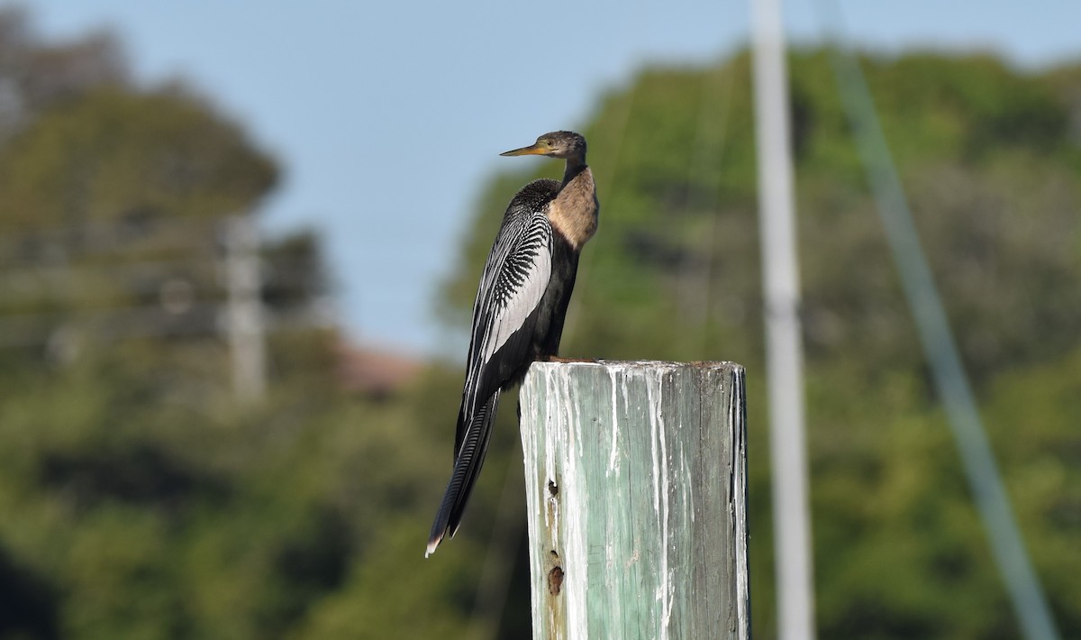 アメリカヘビウ - ML647356694