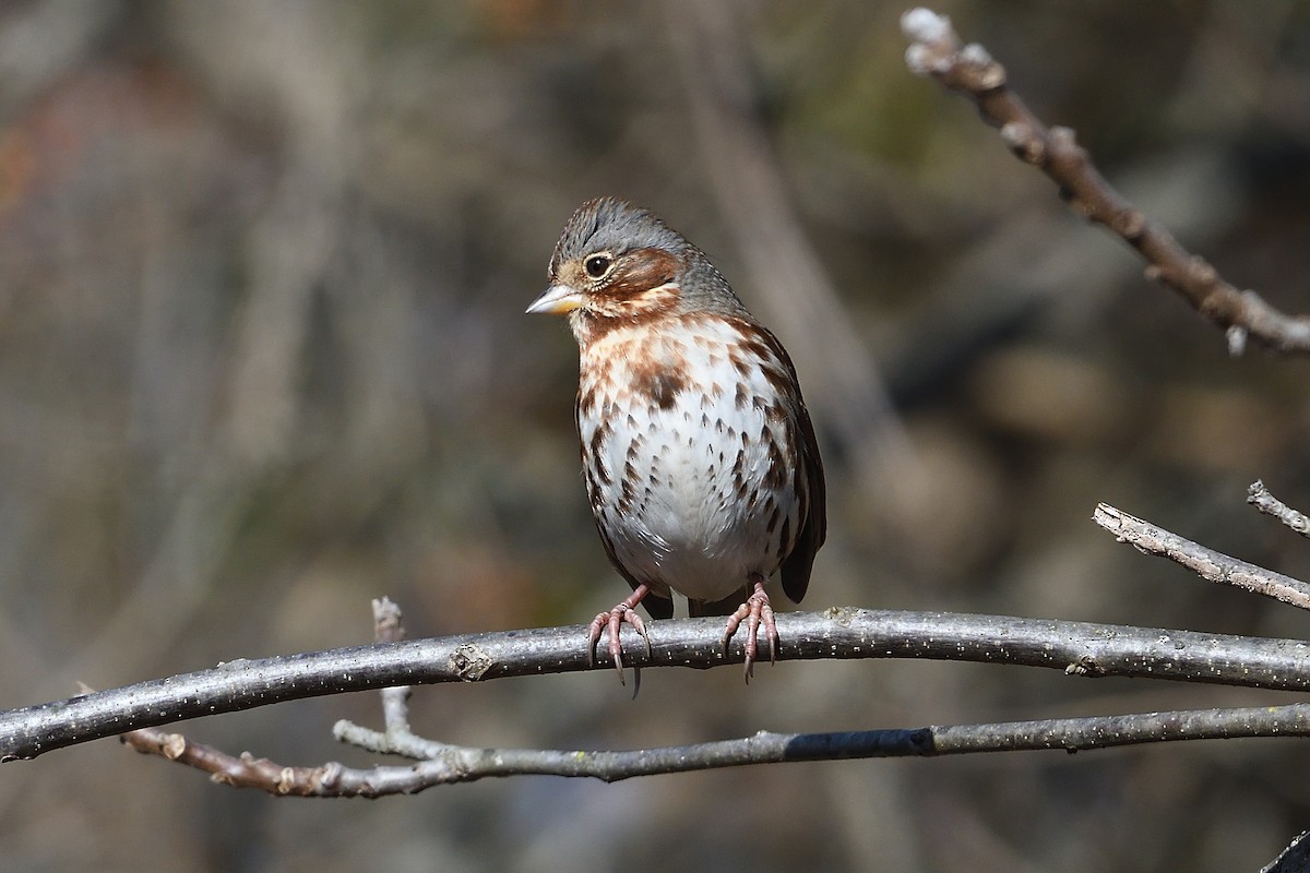 Passerella variabile - ML647356695