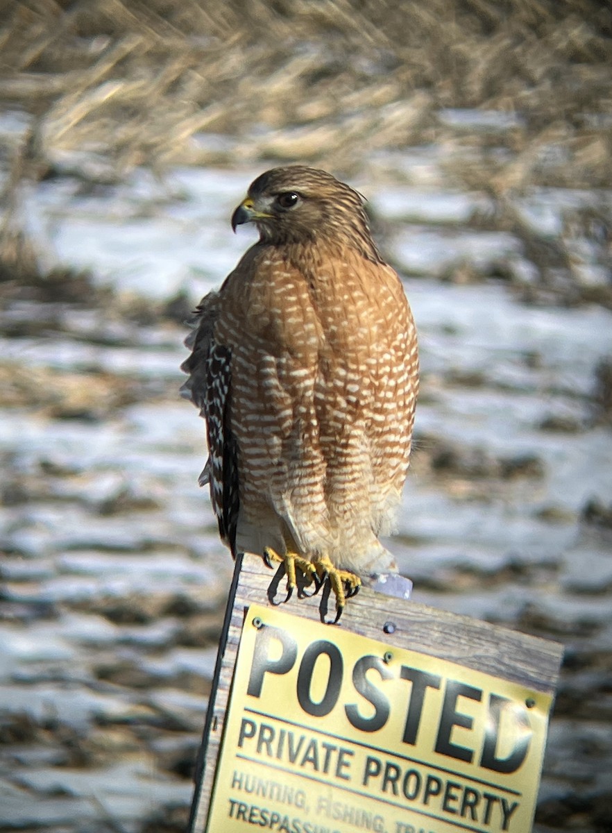 Kızıl Omuzlu Şahin - ML647356696