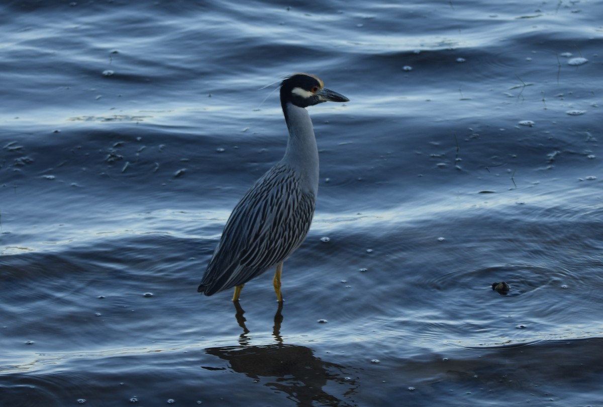 シラガゴイ - ML647356699