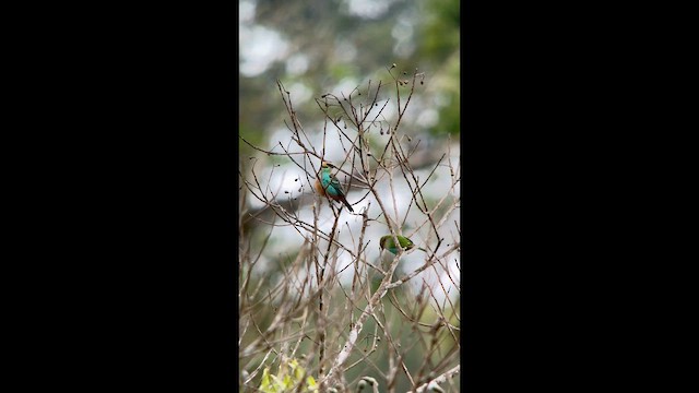 Altın Kulaklı Tangara - ML647356705