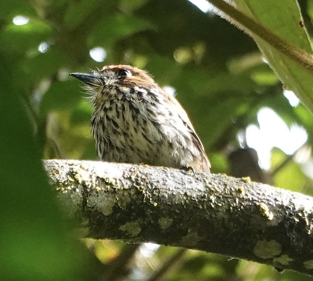 Ok Desenli Keşişkuşu - ML647356706