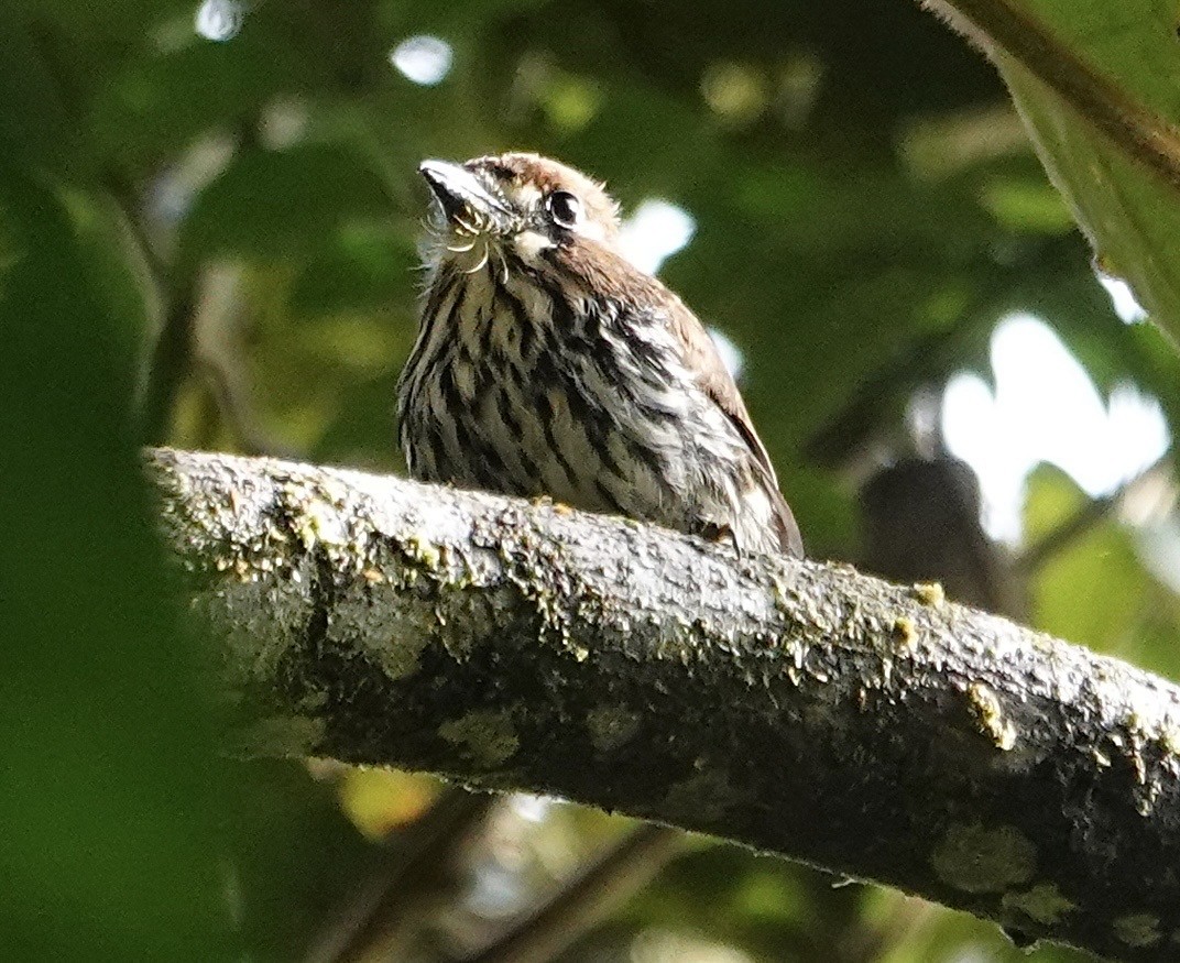 Ok Desenli Keşişkuşu - ML647356707