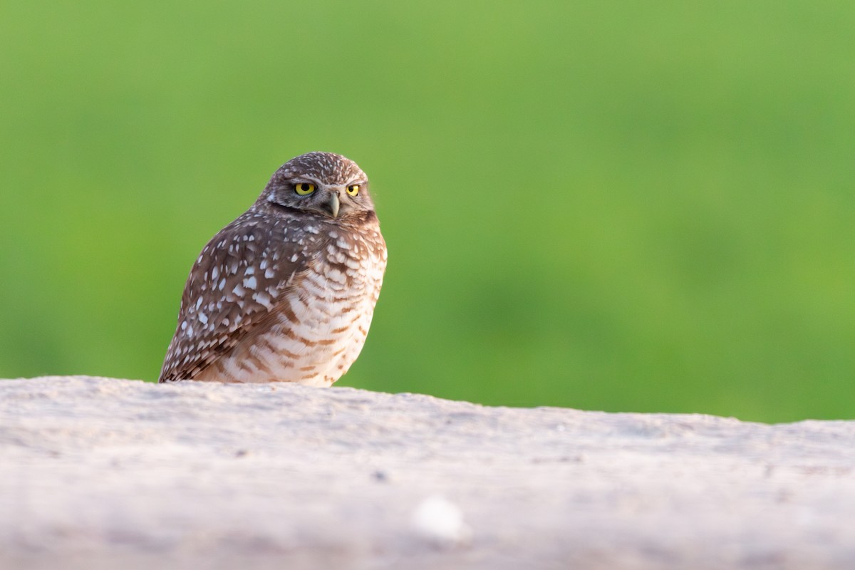 Yer Kukumavı - ML647356708