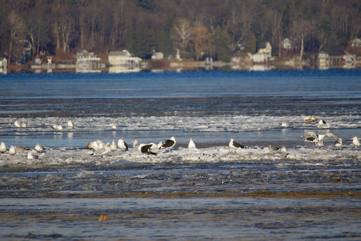 Büyük Kara Sırtlı Martı - ML647356709