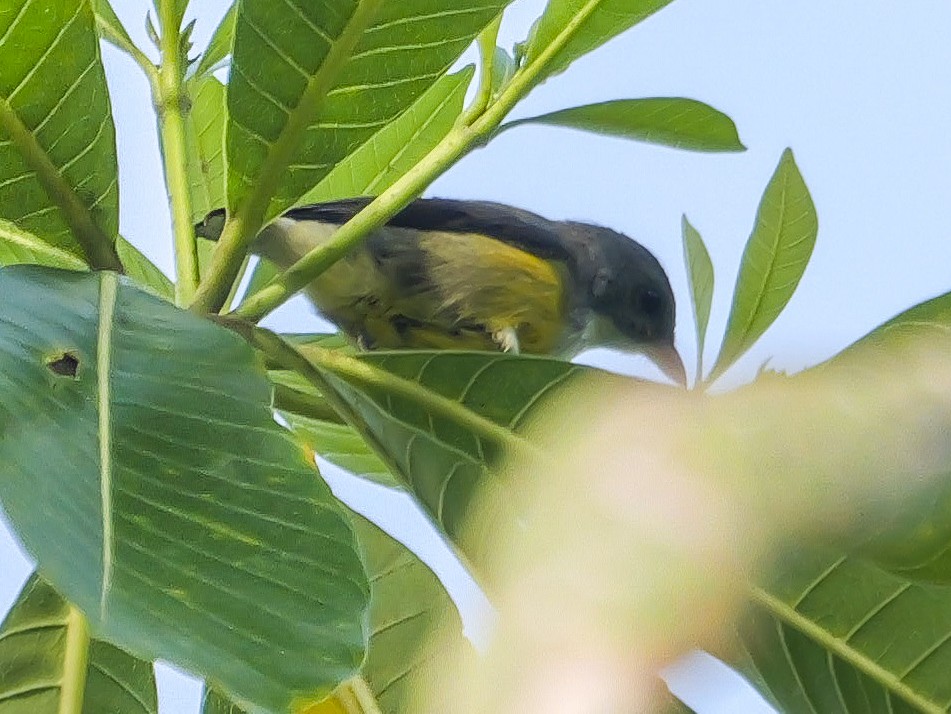 Seylan Öksekuşu - ML647356711