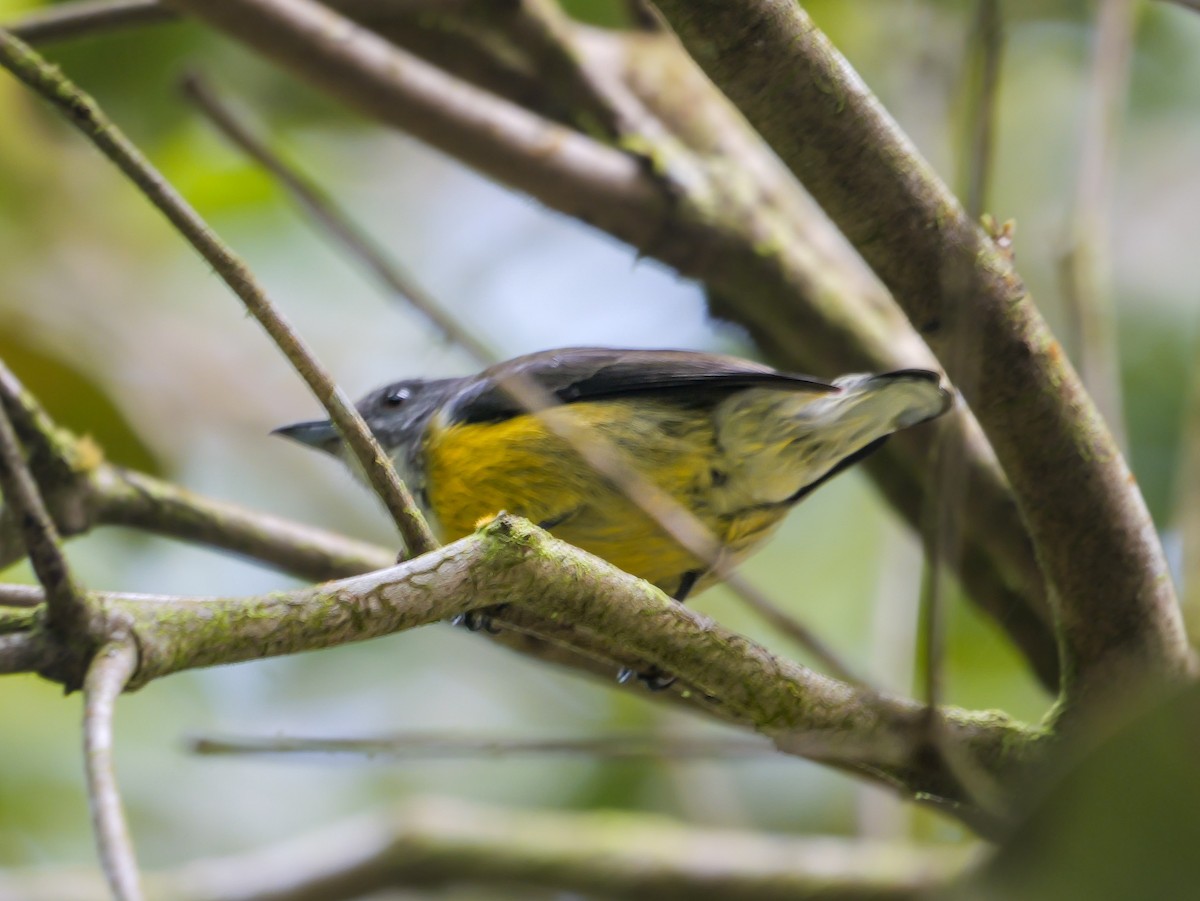 Seylan Öksekuşu - ML647356712