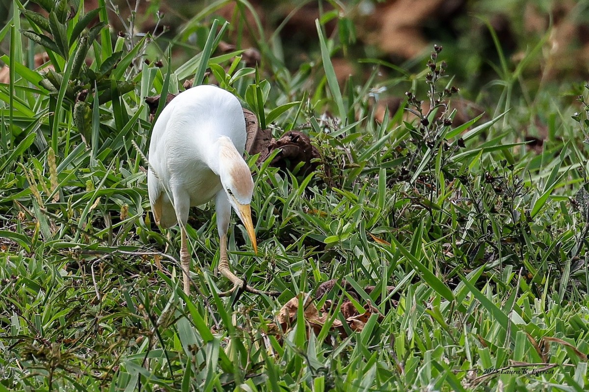 Sığır Balıkçılı - ML647356714