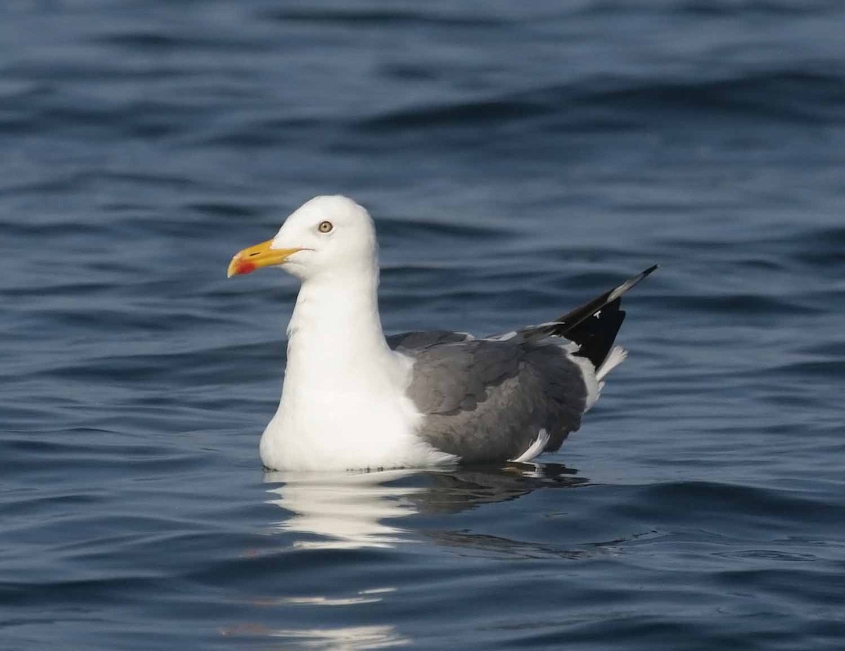 Kara Sırtlı Martı (barabensis) - ML647356716