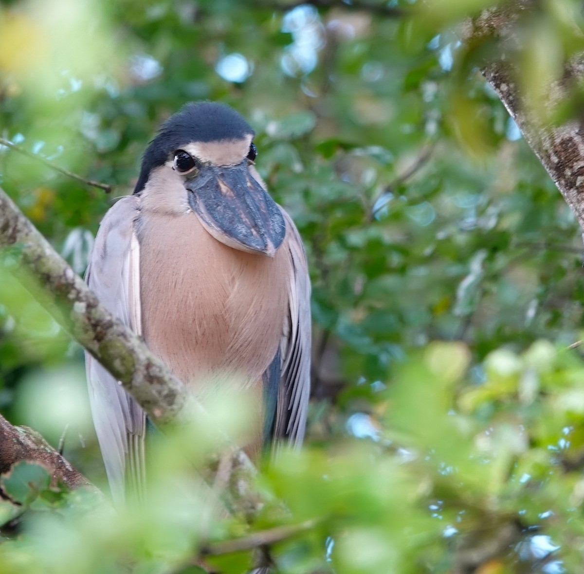 Yassı Gagalı Balıkçıl - ML647356717