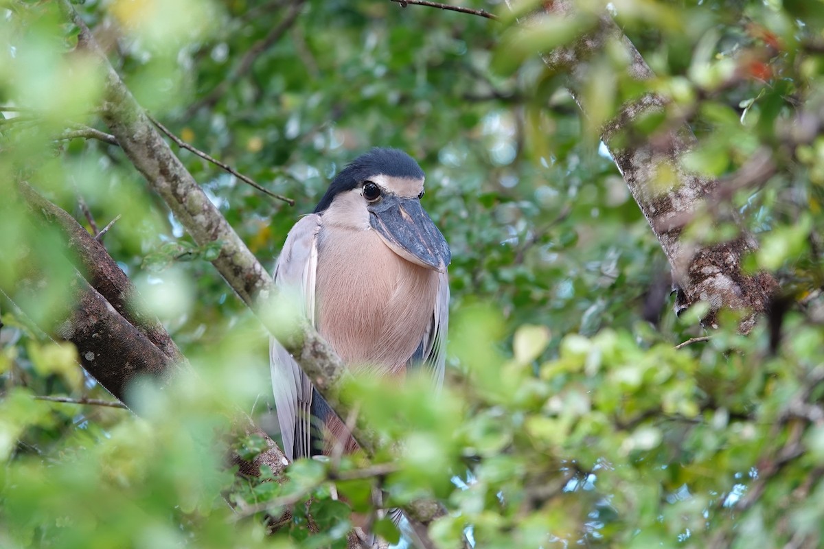 Yassı Gagalı Balıkçıl - ML647356718