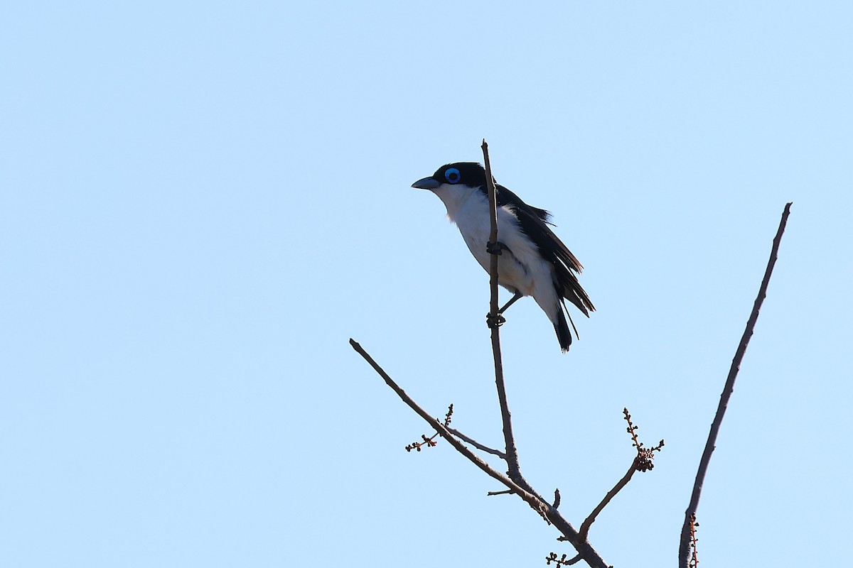 Çabertçi Vanga - ML647356725