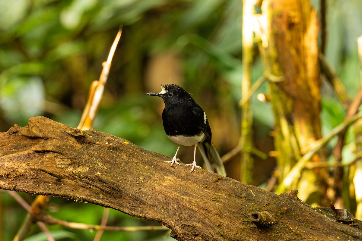 Borneo Çatalkuyruğu - ML647356727