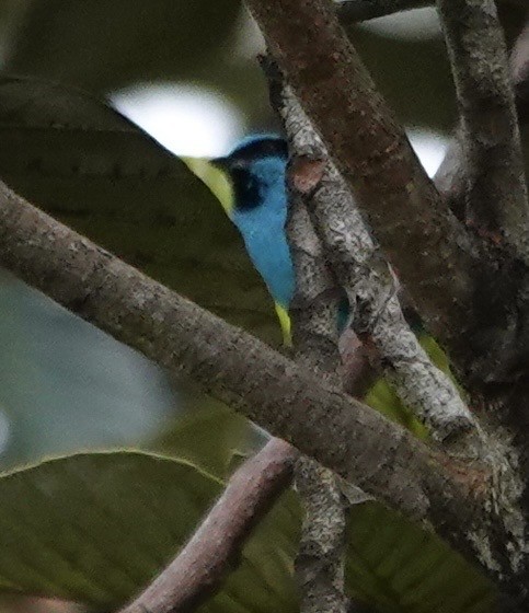 Turkuaz Daknis - ML647356728