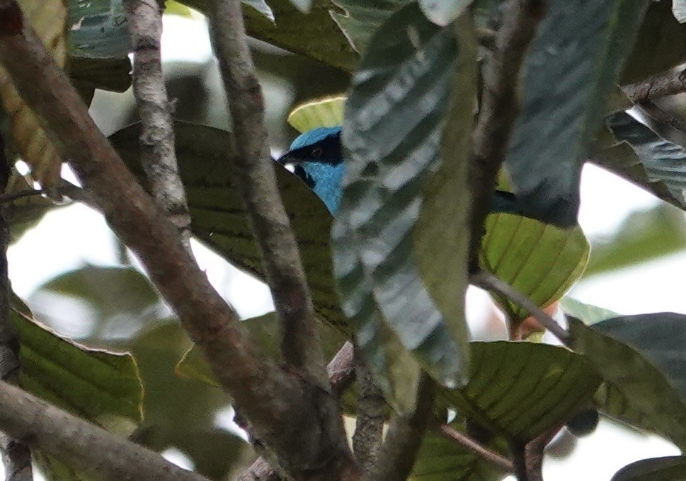 Turkuaz Daknis - ML647356729