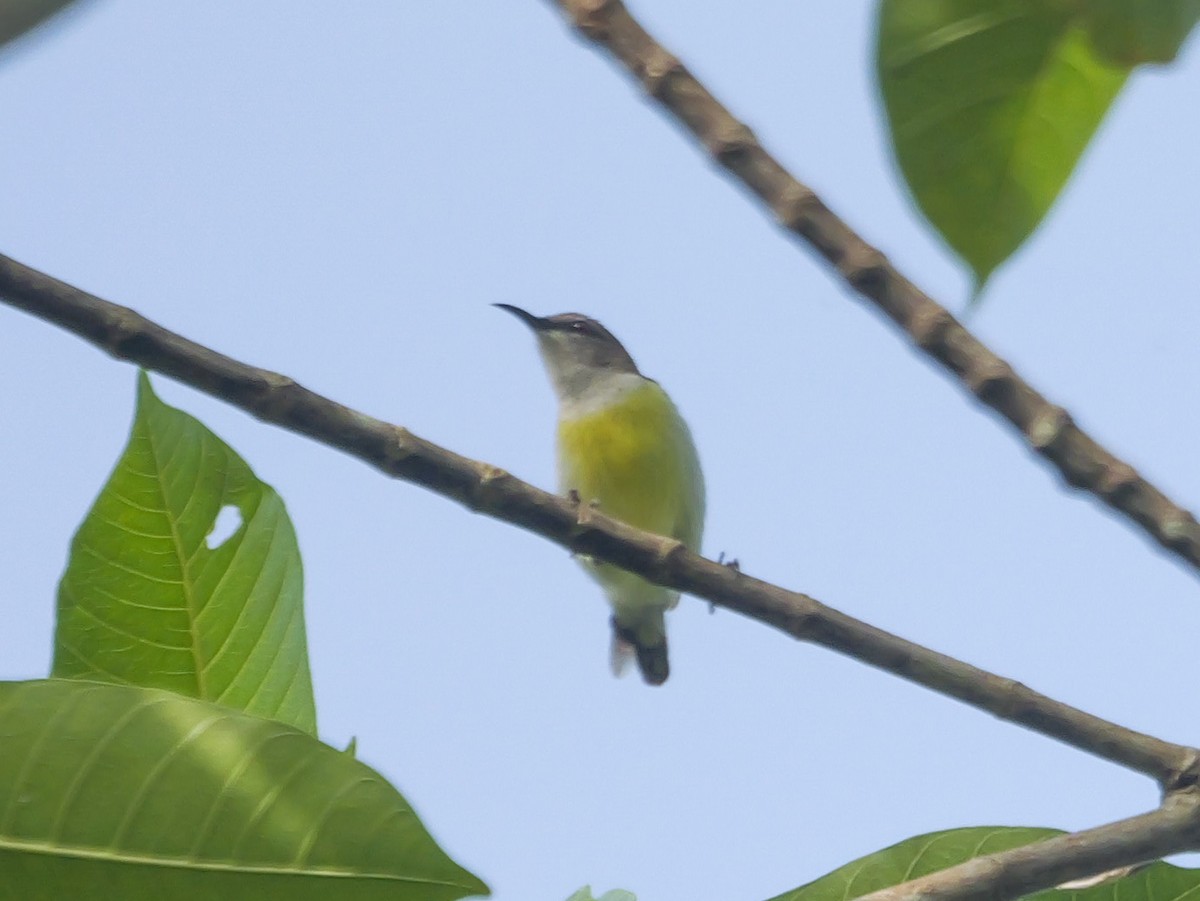 Mor Sokumlu Nektarkuşu - ML647356730