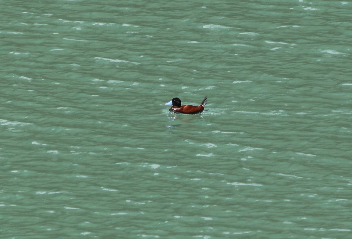 And Dikkuyruğu - ML647356731