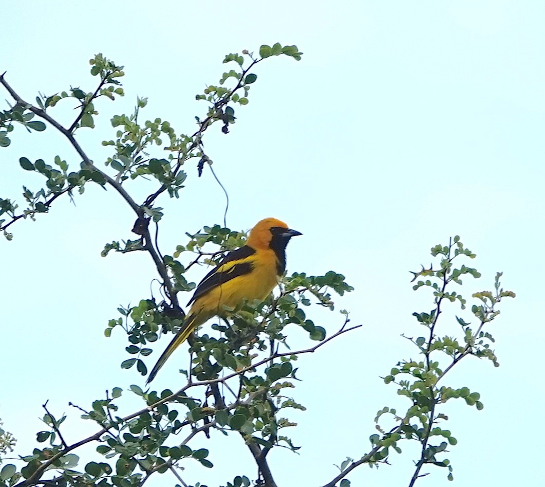 Sarı Kuyruklu Turpiyal - ML647356732