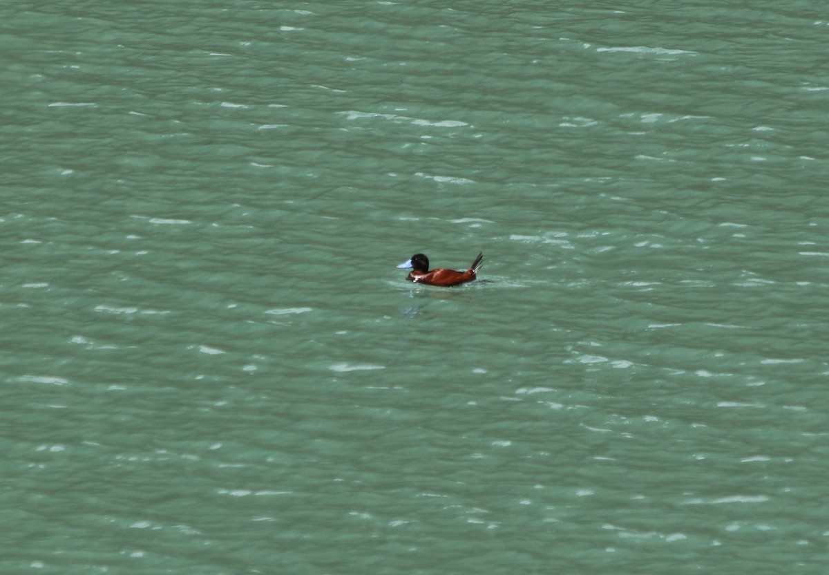 And Dikkuyruğu - ML647356733