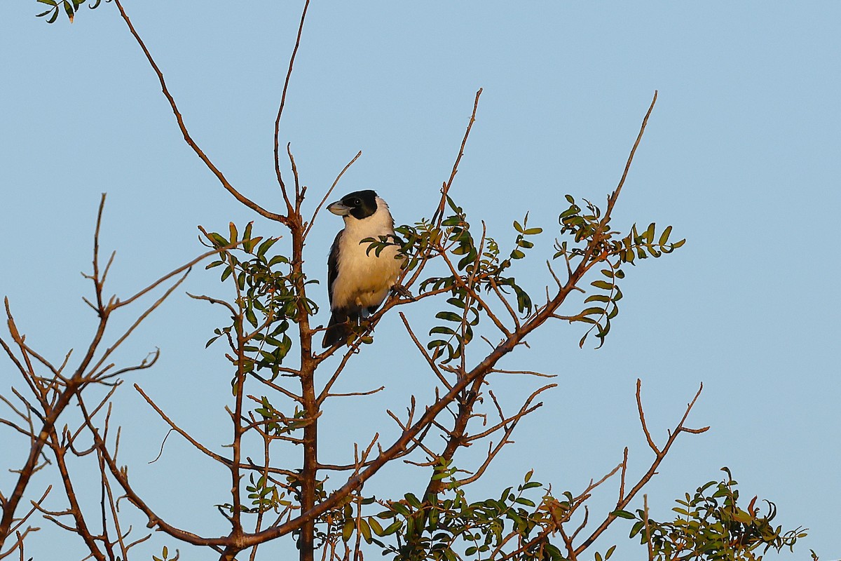 Lafresnaye Vangası - ML647356734