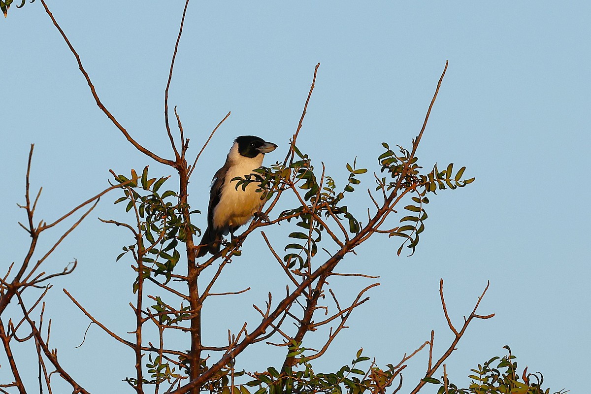 Lafresnaye Vangası - ML647356735