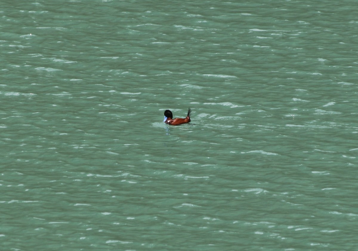 And Dikkuyruğu - ML647356736