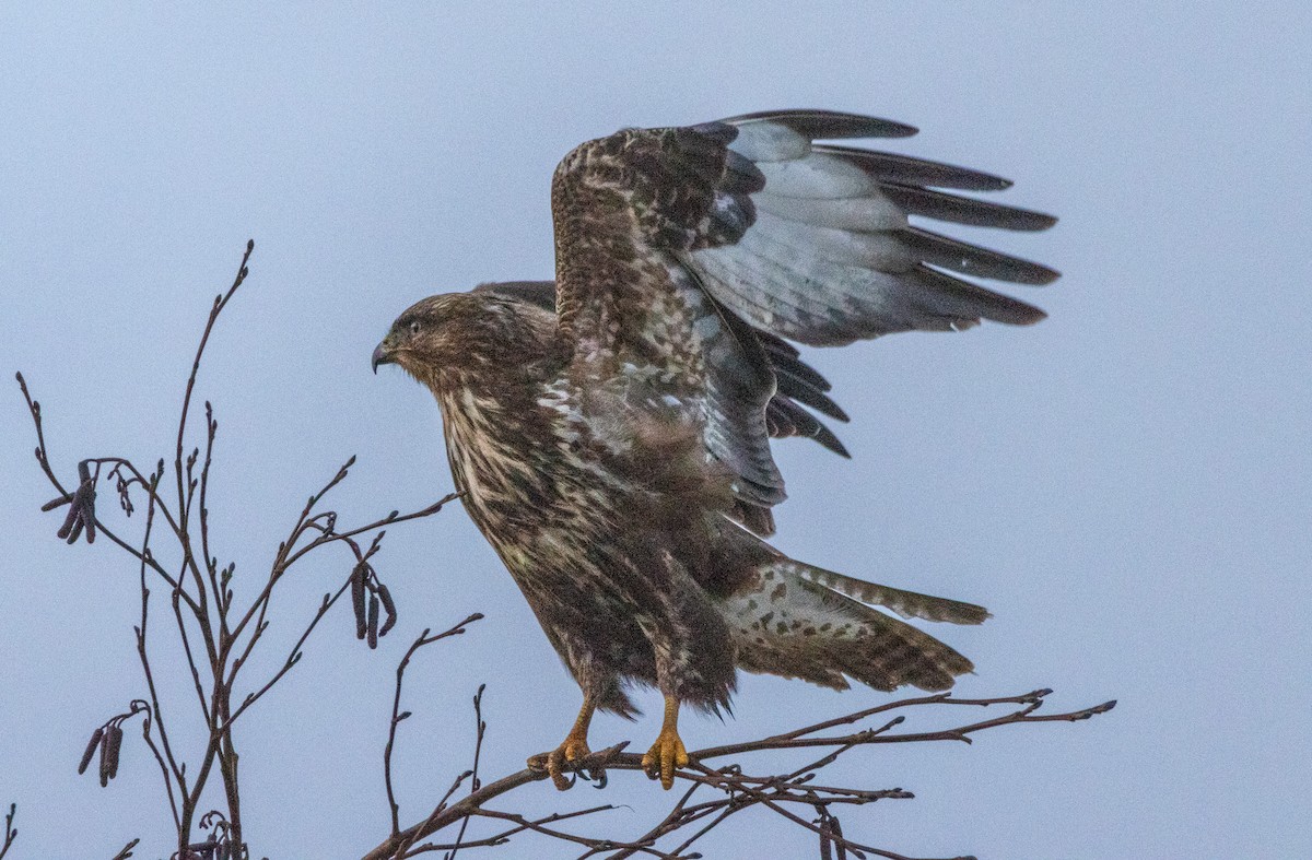 Şahin - ML647356737