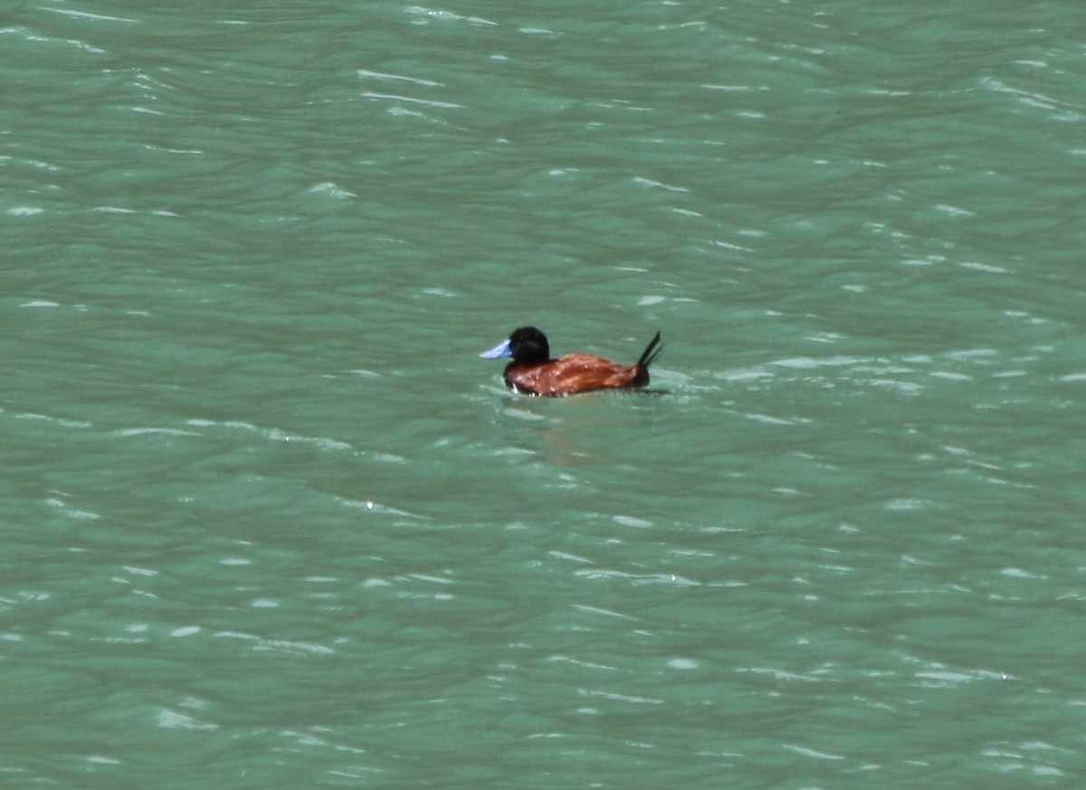 And Dikkuyruğu - ML647356738