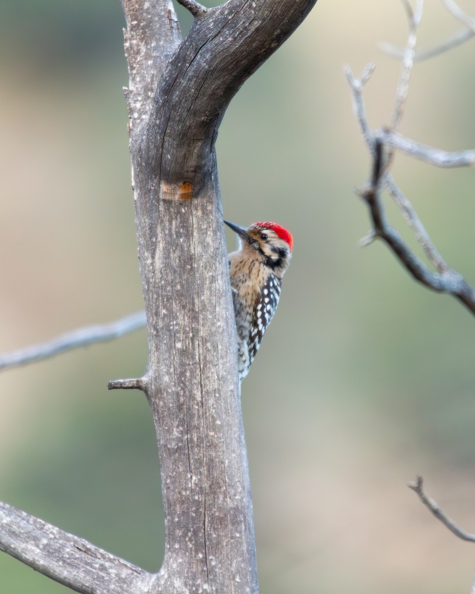 Meksika Alaca Ağaçkakanı - ML647356739