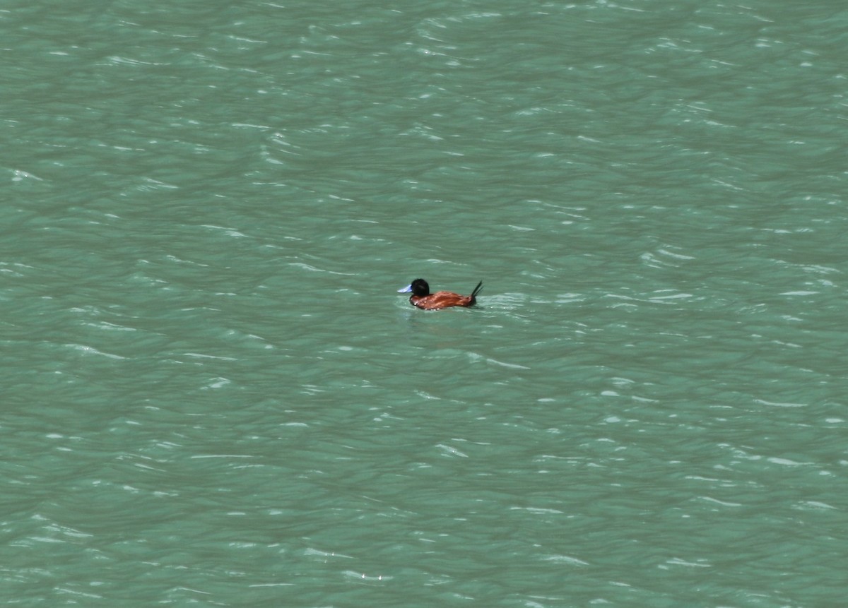 And Dikkuyruğu - ML647356740