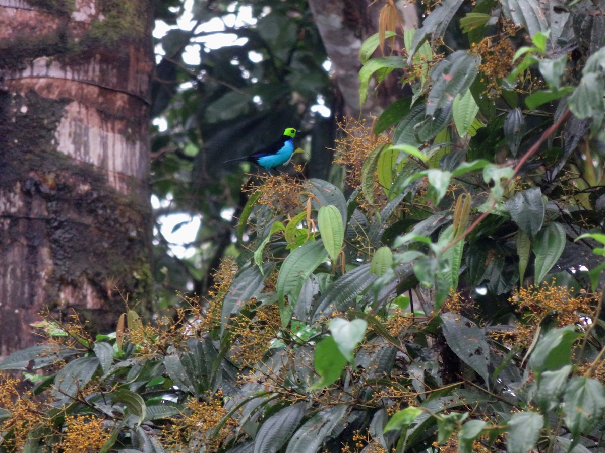 Cennet Tangarası - ML647356741