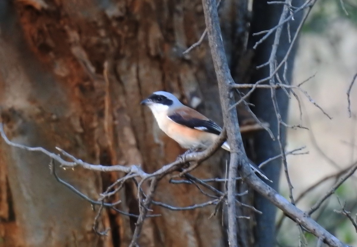 Bay-backed Shrike - ML647356742