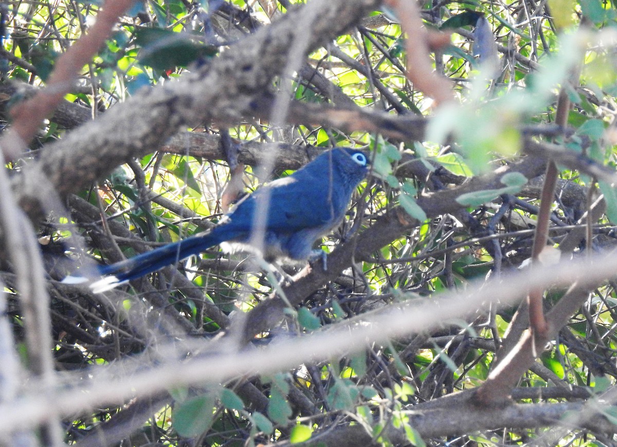 Синеглазая малкоа - ML647356791