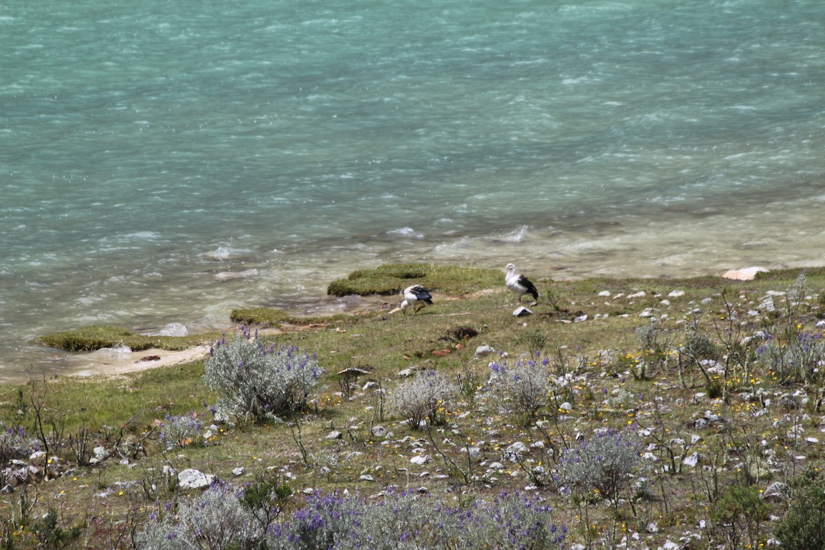 Andean Goose - ML647356830