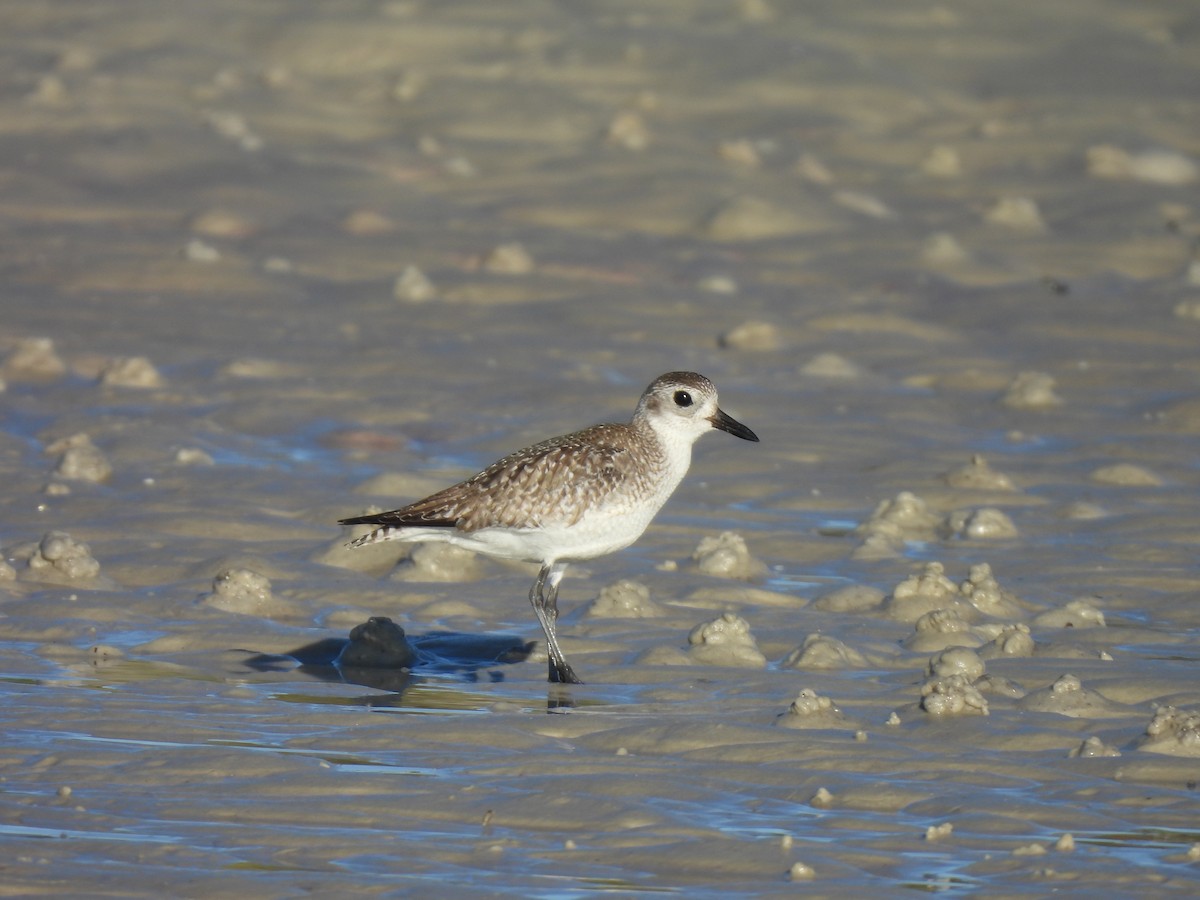Black-bellied Plover - ML647356838