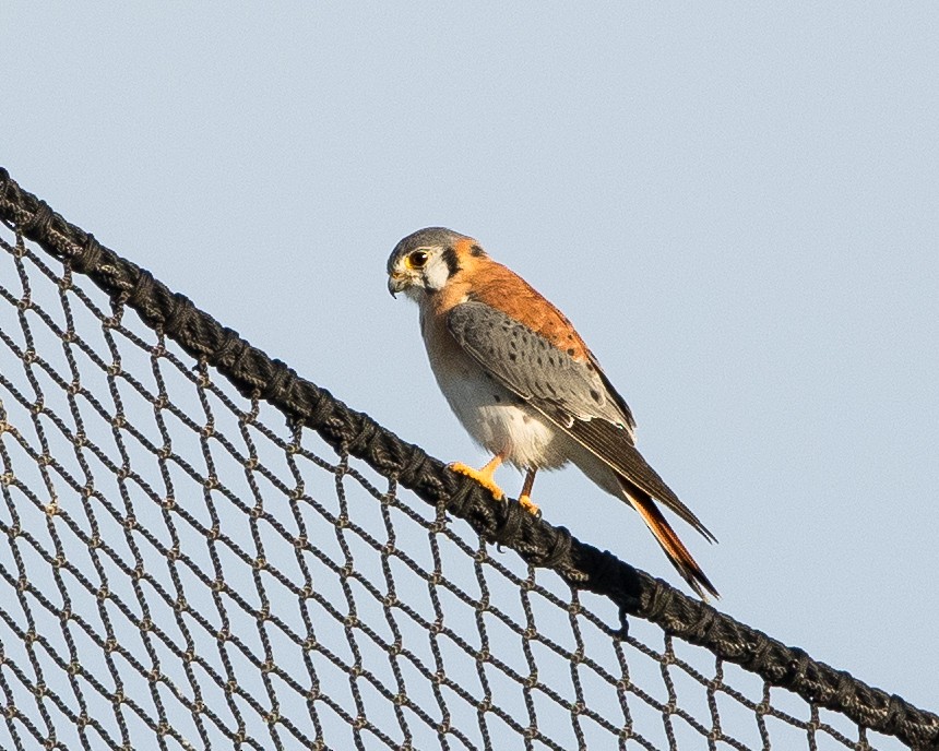 American Kestrel - ML647356839