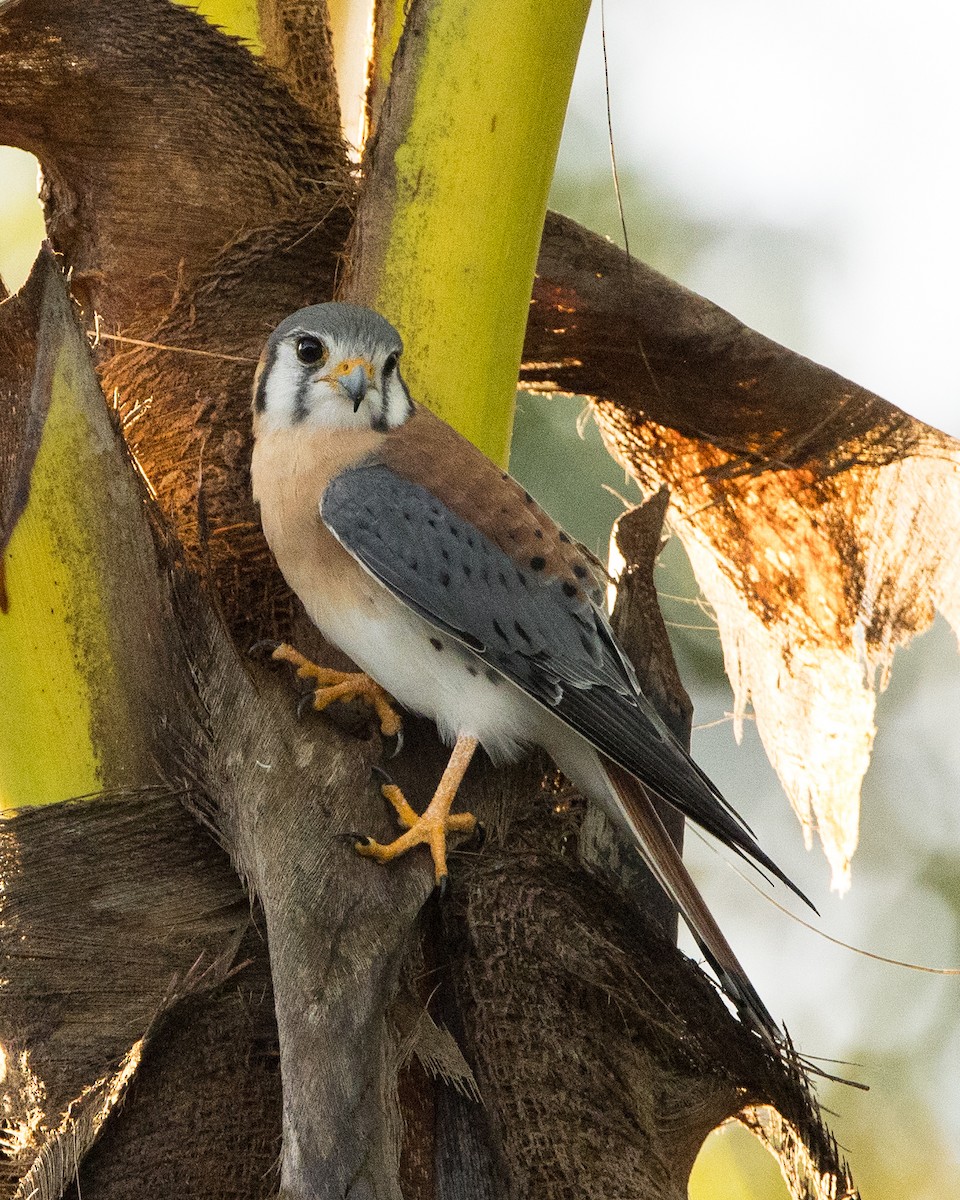 American Kestrel - ML647356840