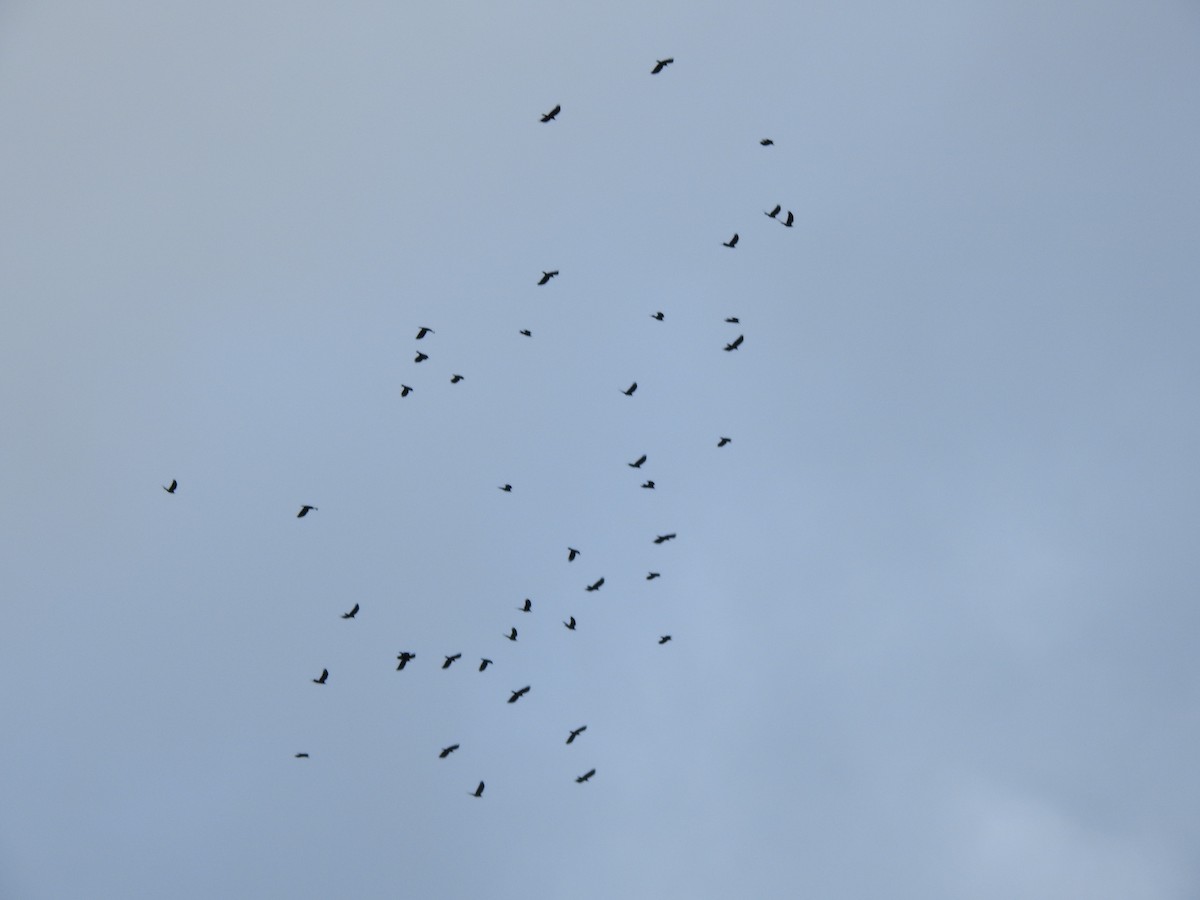 ベニハシガラス - ML647356845