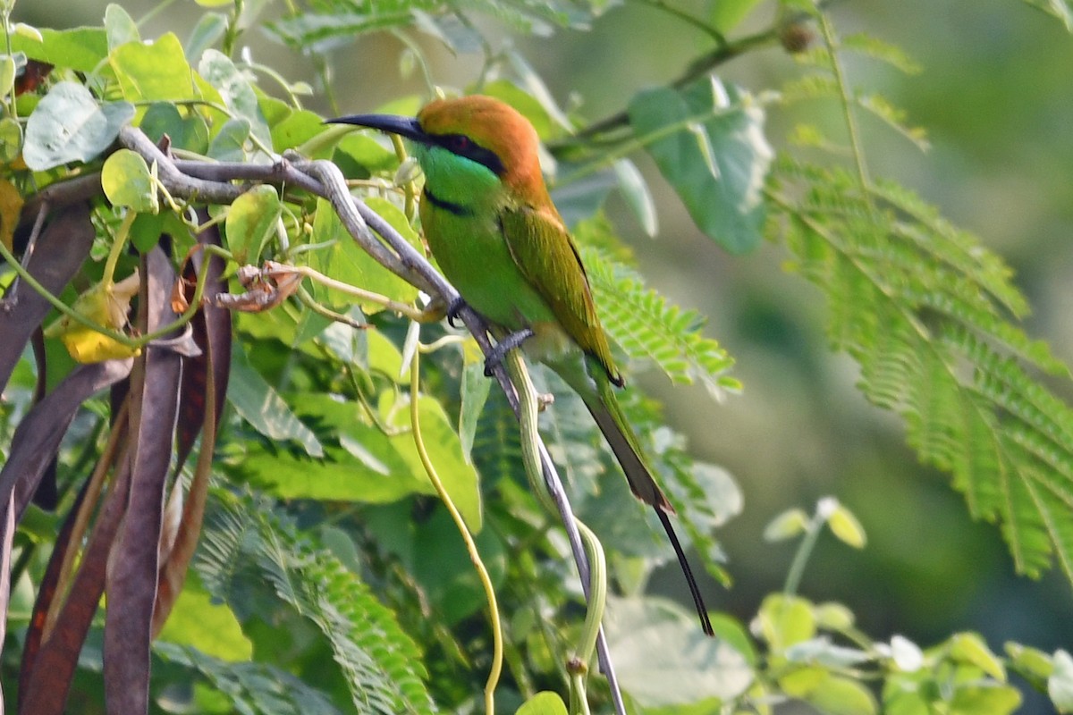 Asian Green Bee-eater - ML647356846