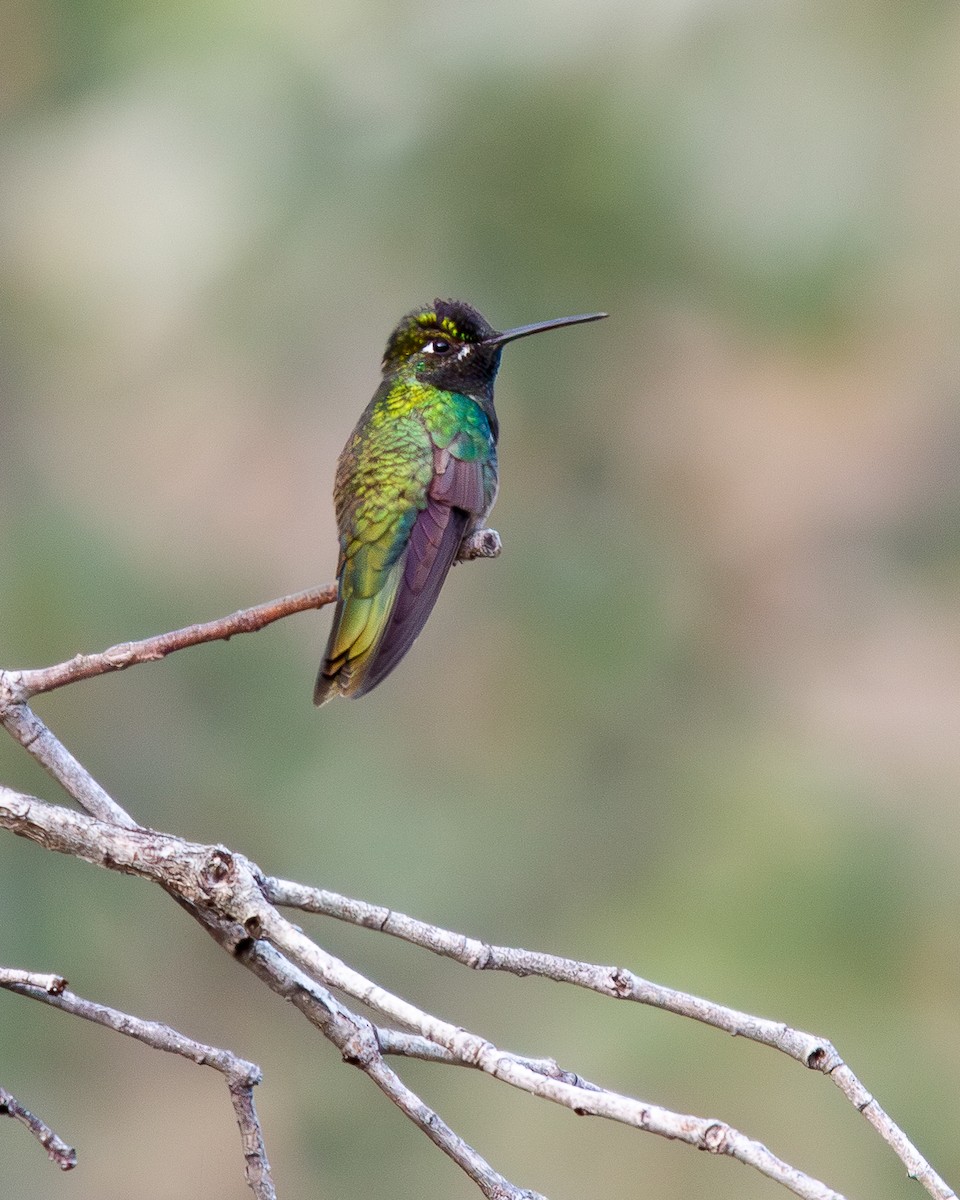 Rivoli's Hummingbird - ML647356851