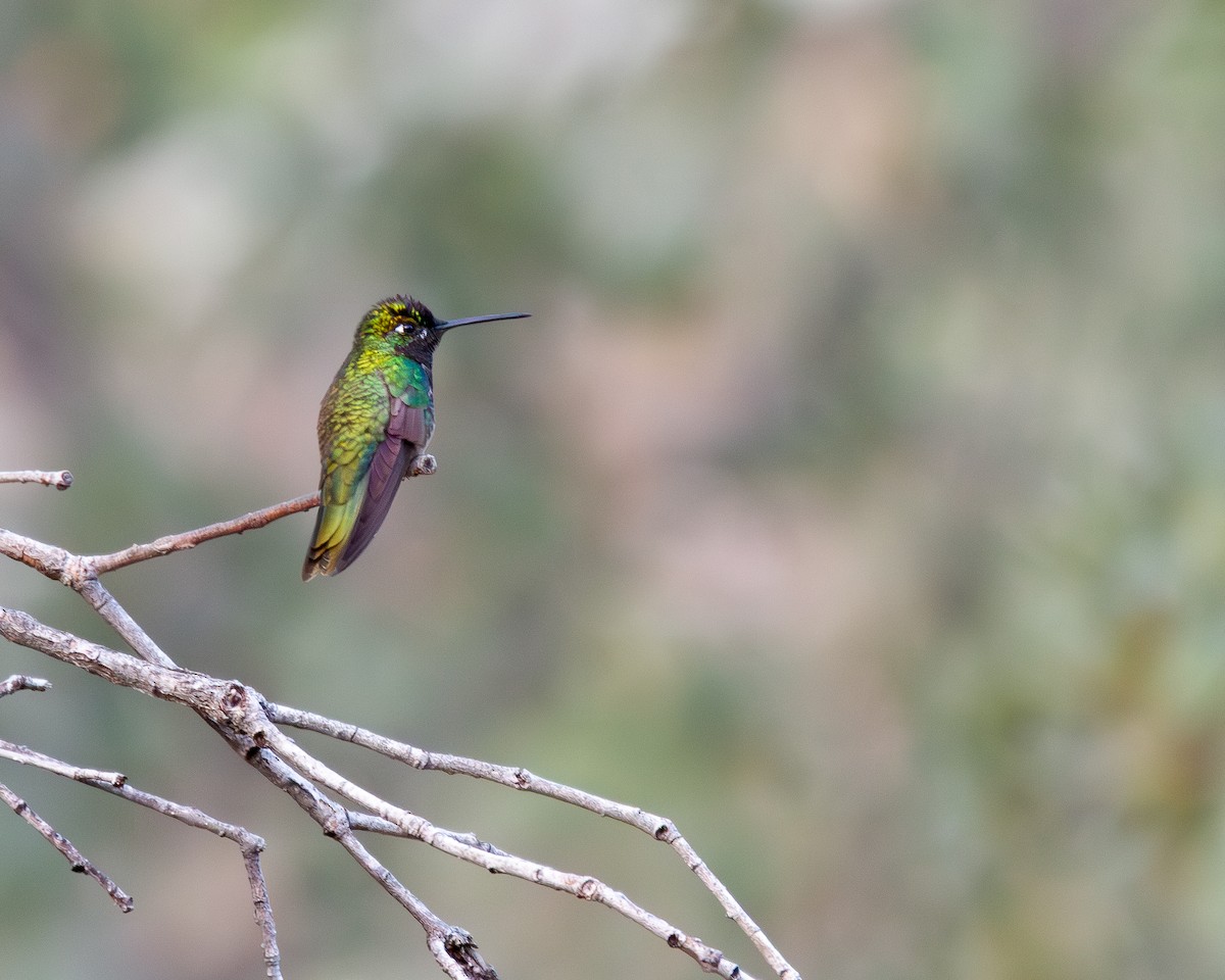Rivoli's Hummingbird - ML647356852