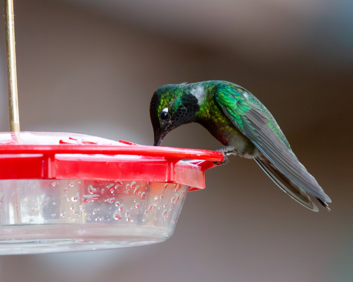 Rivoli's Hummingbird - ML647356853